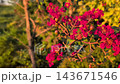 紅花	 143671546