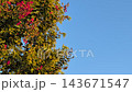 一幅自然景象（傍晚的藍天和紅色的花朵） 143671547