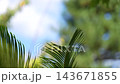 一段展現藍天、雲朵和樹葉的短片。 143671855