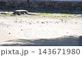 落葉和枯葉在風中飄舞。秋天的氣息已經瀰漫開來。 143671980