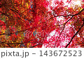 [Vertical video] Trees with fiery red autumn leaves and sunlight 143672523