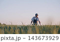 Farmer inspecting wheat crop in golden field at sunset, checking grain quality and yield while walking through tall cereal plants with calm focused expression and steady posture. Cereal cultivation 143673929