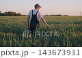 Farmer agricultural expert inspecting wheat crop while walking through green field at sunset, carefully checking grain heads and planning harvest yield in calm rural landscape. Wheat cultivation. 143673931