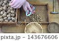 Male hands clean nuts with a nut cracker. Close-up. Walnut in shell top view. 143676606