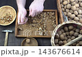 Male hands clean nuts with a nut cracker. Close-up. Walnut in shell top view. 143676614