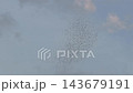 東京 夏のムクドリの大群 143679191