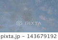 東京 夏のムクドリの大群 143679192