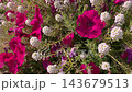 Close up view of bright pink petunias and tiny white sweet alyssum flowers in a garden 143679513