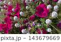 Close-up of vibrant pink petunia flowers and small white alyssum blossoms growing in a garden. 143679669