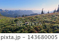 A marmot in a meadow of wildflowers with mountains in the background under a clear blue sky 143680005