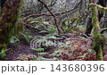 Thick moss coats arching laurel branches above a floor of ferns and rust coloured bracken in Anaga. Texture and decay in an ancient woodland for nature and background use. 143680396