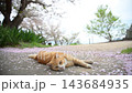 桜咲く豊玉姫神社でくつろぐ茶トラ猫 （香川県高松市男木町, 2026年4月） 143684935
