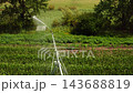Rows of vibrant green corn crops are being efficiently irrigated by a rotating center pivot system, ensuring optimal water distribution for healthy growth across the agricultural field. 143688819
