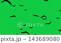 A swarm of black bat silhouettes flies across a green screen in this spooky Halloween 3D render animation 143689080