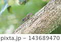 柿の木で鳴くツクツクボウシ 柿の木で鳴くツクツクボウシ 143689470