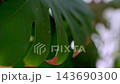 monstera leaf close-up 143690300