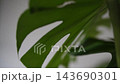 monstera leaf close-up 143690301