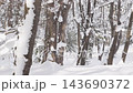 北海道の雪の降る原生林 143690372