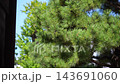 陽光灑在松樹鬱鬱蔥蔥的枝葉上。 143691060