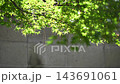 陽光透過樹葉灑在翠綠的楓葉上，顯得晶瑩剔透。 143691061