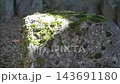 美麗的天然材質：石頭上長著苔蘚，陽光透過樹木灑下來。 143691180