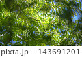 湛藍的天空，翠綠的樹葉在微風中搖曳。 143691201