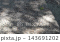 陽光透過樹葉灑在地面上，波光粼粼。 143691202
