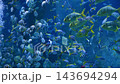 Color exotic tropical fish swim underwater in sea in aquarium in oceanarium 143694294