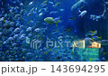 Colorful exotic tropical fish swim underwater in aquarium 143694295