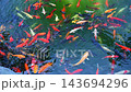 Colorful Japanese carp koi fishes swim in clear water in a pond in garden in Asia 143694296