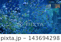 Colorful exotic tropical fish swim underwater at the coral reef in aquarium 143694298