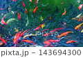 Colorful Japanese carp koi fish swim in clear water in pond in a garden in Asia 143694300