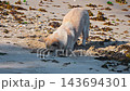 funny dog digs a hole in search of a crab on sandy beach by the sea in summer on walk 143694301