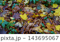 Autumn Fallen Leaves And Green Ground Cover With Yellow Maple Leaves On Forest Floor. 143695067