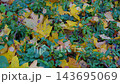 Autumn Fallen Leaves And Green Ground Cover With Yellow Maple Leaves On Forest Floor. 143695069