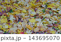 Autumn Fallen Leaves And Green Ground Cover With Yellow Maple Leaves On Forest Floor. 143695070
