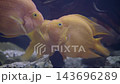 Orange Aquarium Fish Parrot Cichlids Swimming Close-Up In Freshwater Tank 143696289