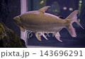 Large silver fish glides through a dim aquarium tank with shimmering scales 143696291