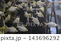 School Of Small Yellow Fish Swimming Together In A Public Aquarium Tank 143696292