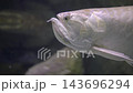 Close-Up Silver Arowana Fish In Aquarium Showing Scales 143696294