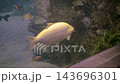 Yellow Fish Swimming in Aquarium Tank Against Rocky Background 143696301