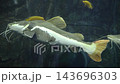 Large Catfish Swimming Underwater In Aquarium Tank 143696303