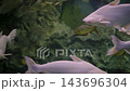 School Of Fish Swimming In A Public Aquarium Tank Against Rocky Underwater 143696304