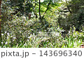 April 28 2026 Scenic pine covered Fukuurajima island in Matsushima 143696340