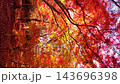 [Vertical Video] Autumn scenery of Ozekiyama Park in Hiroshima, dyed red with autumn leaves and fallen leaves 143696398