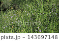 群生するツリガネニンジン 143697148