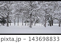北海道の雪の積もった原生林 143698833