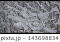 北海道の雪の積もった原生林 143698834