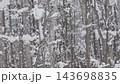 北海道の雪の積もった原生林 143698835