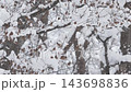 北海道の雪の積もった原生林 143698836
